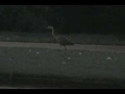 The common crane in the middle of ...