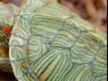 Red Ear Slider Turtles 0001