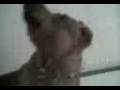 videos de Ataque de pitbull
