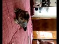 Il mio Gatto Amore è Un po\ Il mio Gatto Amore è Un po\