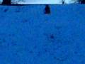 sydney, charly, sleding