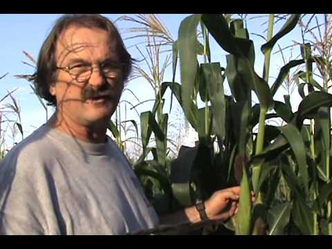 how to know when okra is ready to harvest