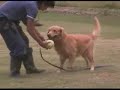 las fuentes de palcer en los perros-parte 2