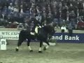 KFPS Stallion Ielke 382 Dressage