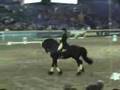 KFPS Stallion Ielke 382 Dressage
