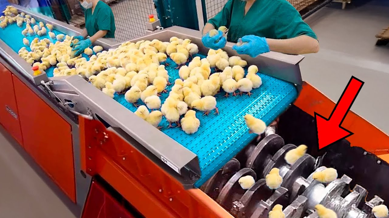 A Triste Verdade Sobre Os Pintinhos Na Indústria