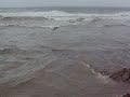 Empieza desastre ecol�gico