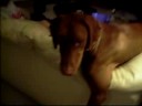 My Dogs My Dogs