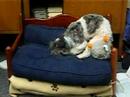 Mr. Max nests in his bed with his duckie