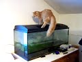 Aquarium sauber machen mit Kater...