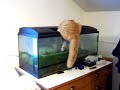 Aquarium sauber machen mit Kater...