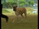 Dogue Alemão - Canil Jardim Silva - KCSP Out 08