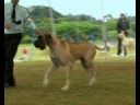 Dogue Alemão - Canil Jardim Silva - KCSP Out 08