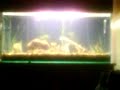 Meu Aquario Plantado de 200 Litros 