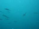 lots of squid lots of squid
