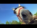 Home Video With Moza Mini Mi, Iphone 7 Plus And Fi