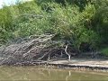 Canoing on the North Saskatchewan River