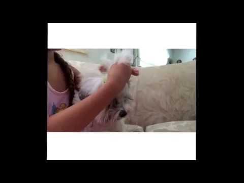 how to care dogs hair