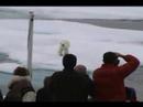 Adventure Canada Polar Bears