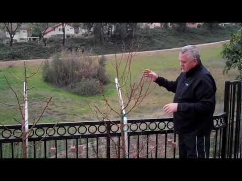 how to prune a nectarine tree
