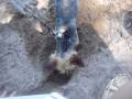 videos de Dogbook Movie: Da Bear
