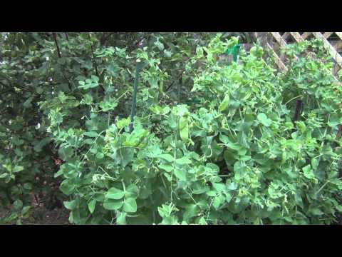 how to harvest snow peas
