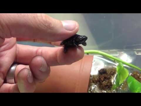YouTube reptile video