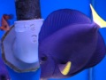 Zebrasoma Xanthurum Marine Life