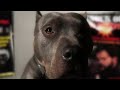 Andrei "The Pit Bull" Arlovski Knock Out Dog Fighting