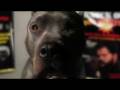 Andrei The Pit Bull Arlovski Knock Out Dog Fighting