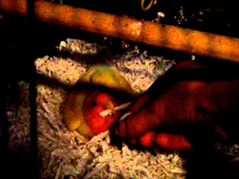 how to provide nesting material for birds