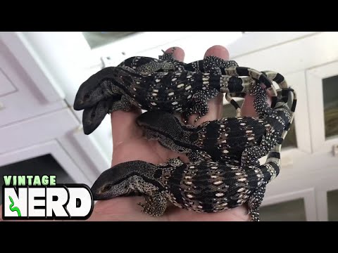 YouTube reptile video
