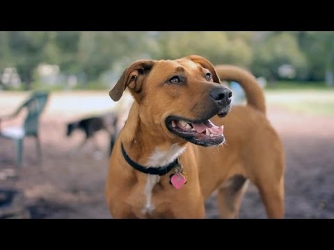 Lab-Pit Bull Mix Chases a Squirrel | The Daily Puppy