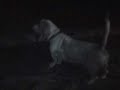 i heart a hound\