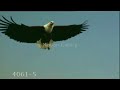African Fish Eagle Music Video