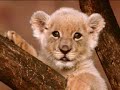 El Reino animal: Los felinos