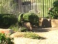 Bobcats at Play Bobcats at Play