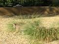 videos de Bobcats at Play