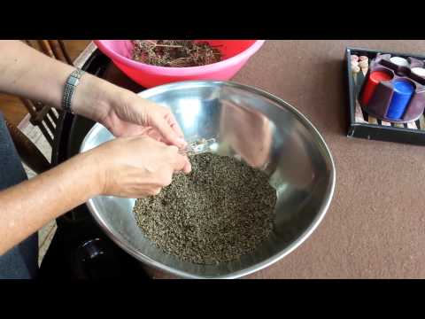 how to harvest herb seeds