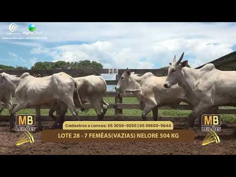 523� LEIL�O VIRTUAL MB LEIL�ES