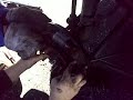 31102008057.mp4 31102008057.mp4