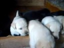 cuccioli di labrador retriever