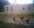 Sub Prime Farm life... Roland Arnall Ameriquest Sucks tour