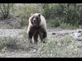 Hiker Taking Photos is Killed by Grizzly Bear.