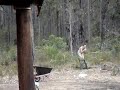 chopper gets drunk at leeuwin