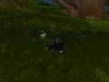 WoW Mount Bug