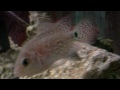 Click here to watch this video new cichlids