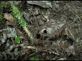Army Ant Mania Army Ant Mania