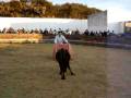 videos de Tienta de Vaquillas