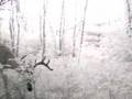 Pine thicket bucks II